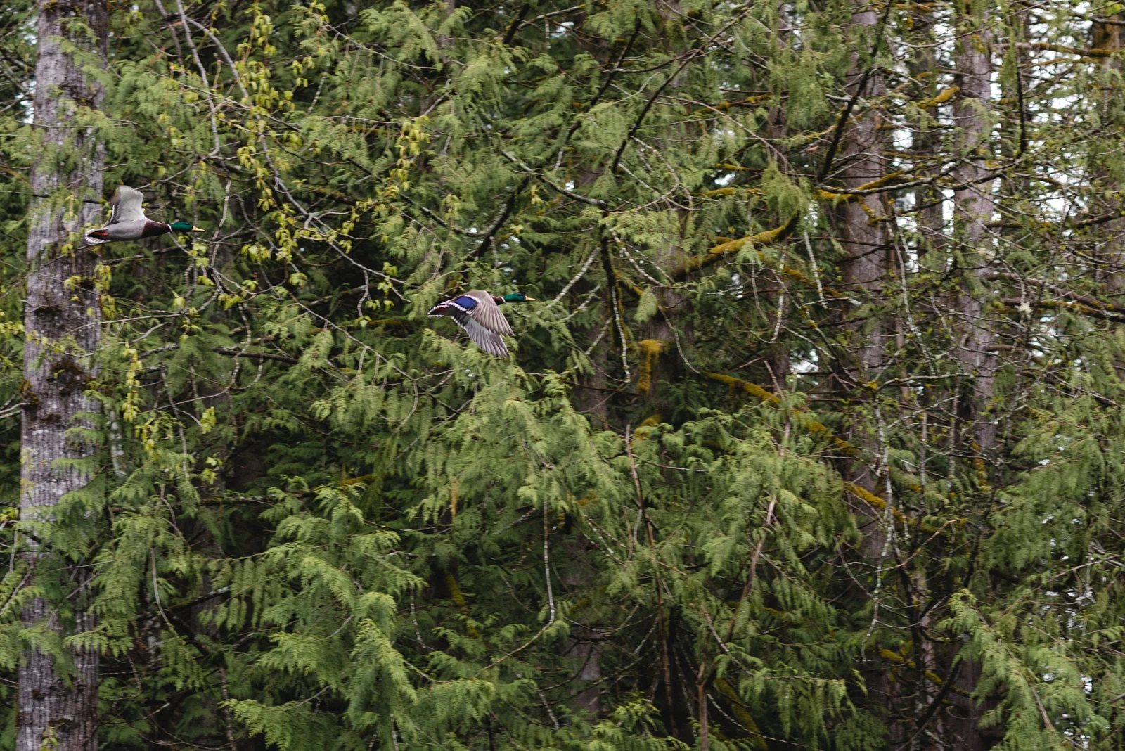 20190405-_DSC4108.jpg