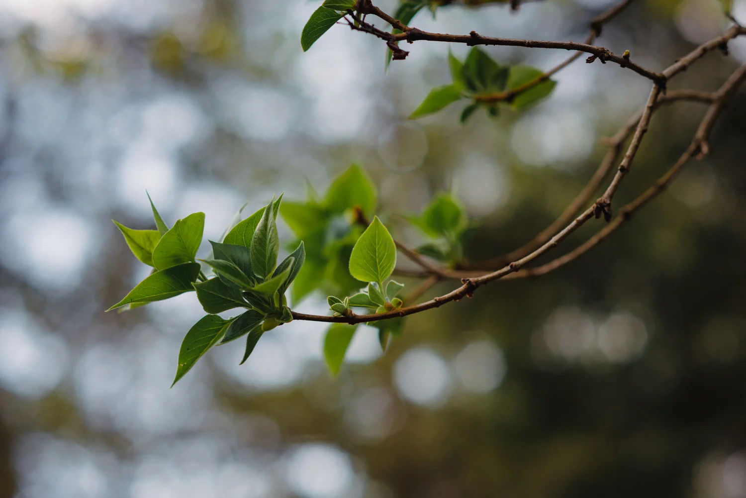 20190405-_DSC4113.jpg