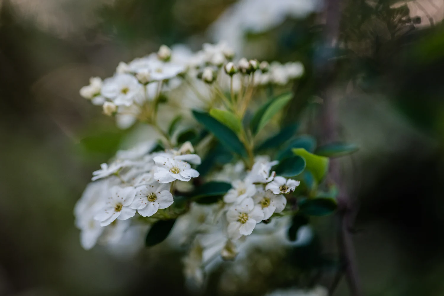 20190506-_DSC5103.jpg