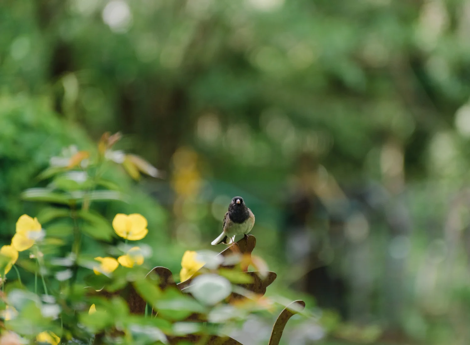 20190512-_DSC5410.jpg