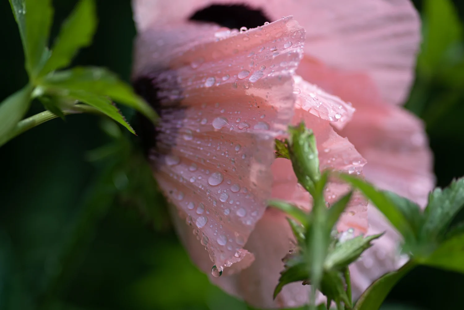 20190606-_DSC6176.jpg