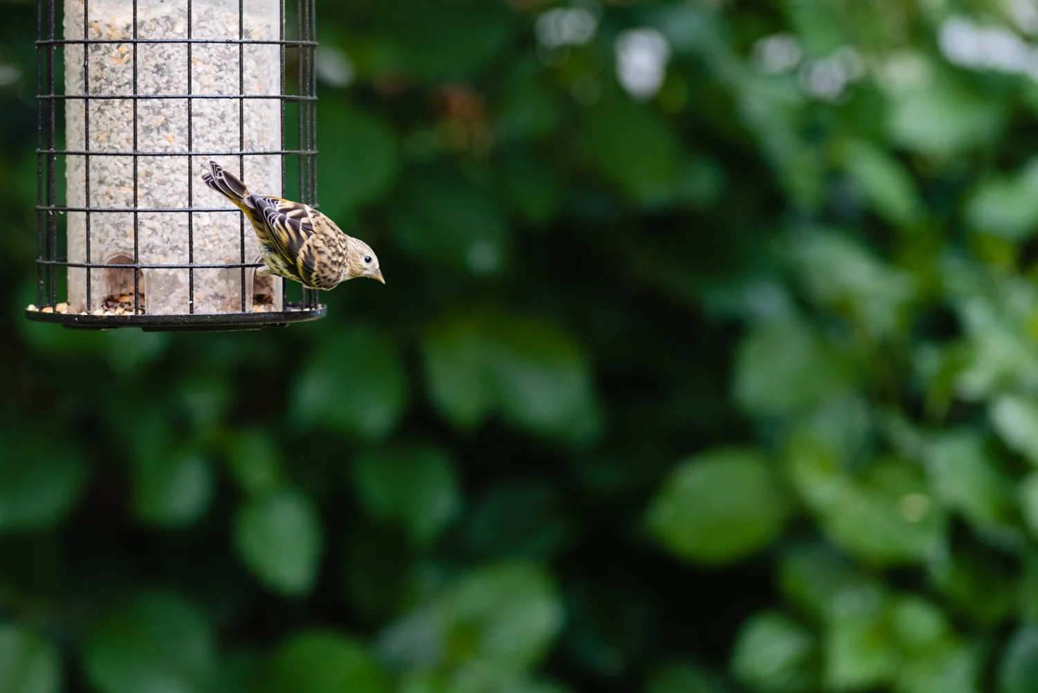 20190606-_DSC6211.jpg