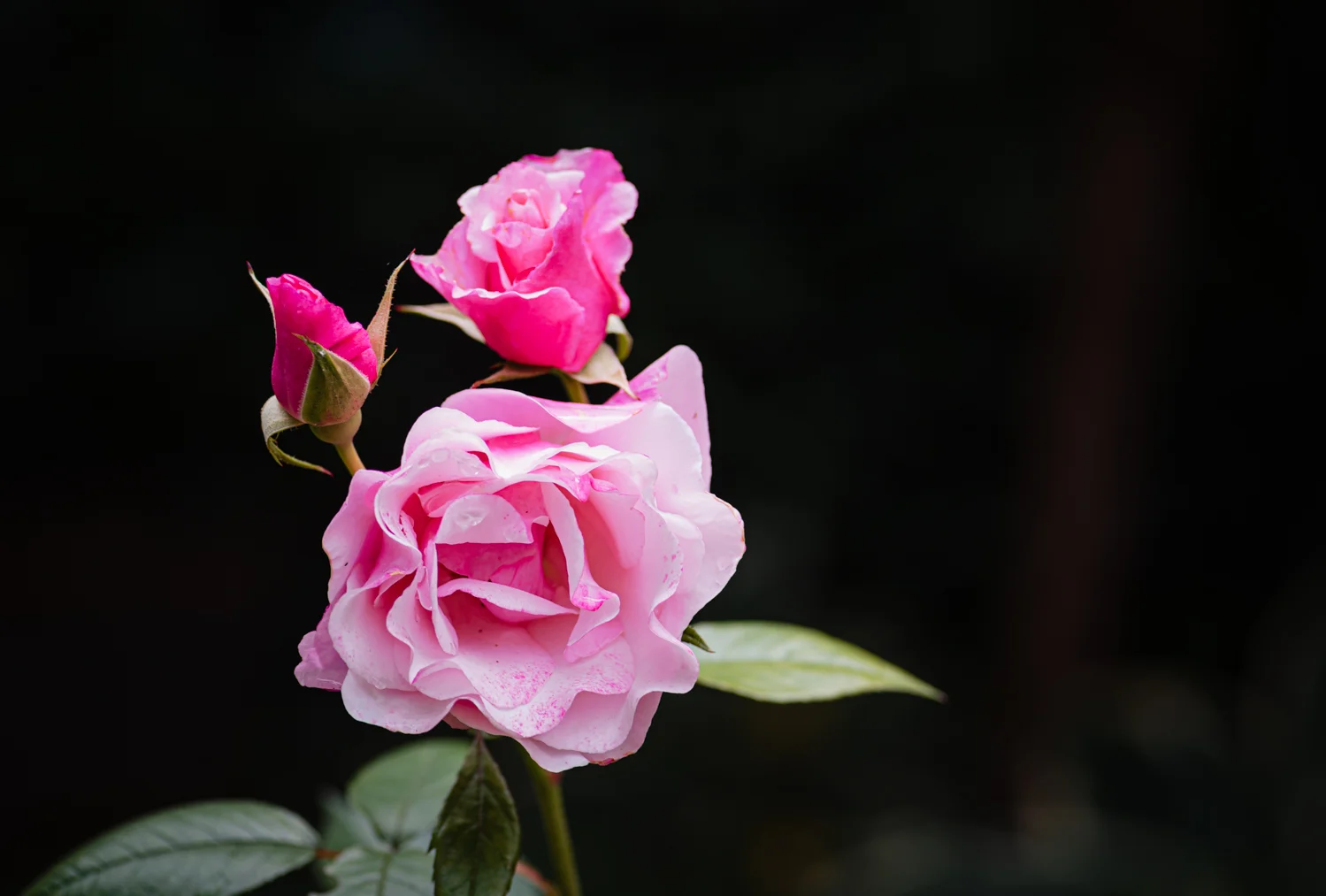 20190619-_DSC6424.jpg