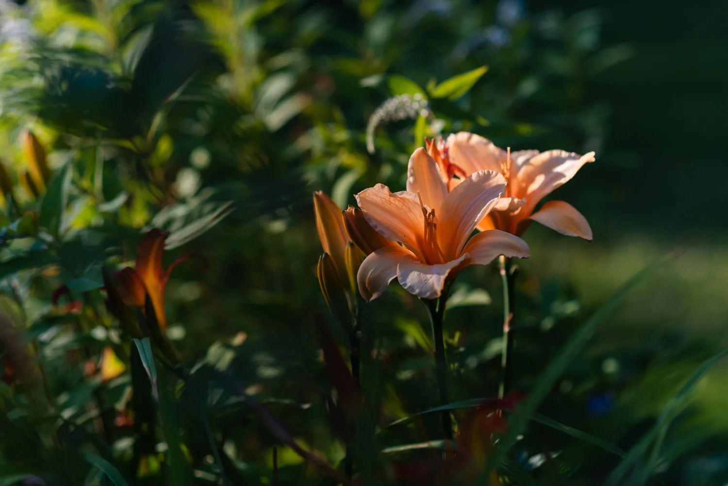 20190728-_DSC7102.jpg