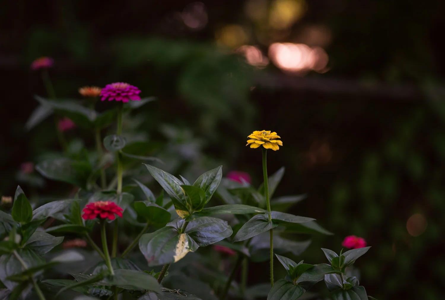 20190801-_DSC7155-Edit.jpg