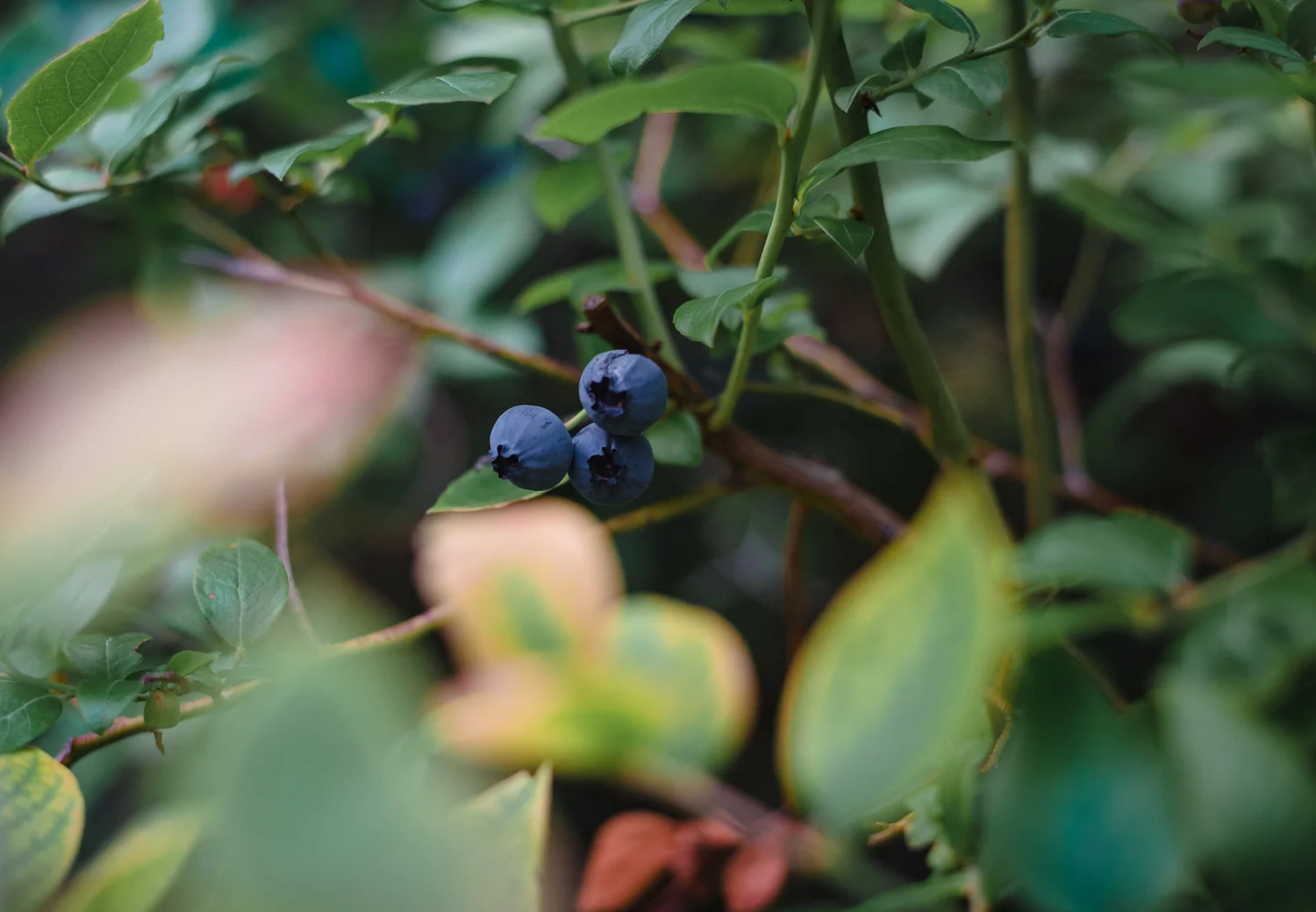 20190810-_DSC7405.jpg