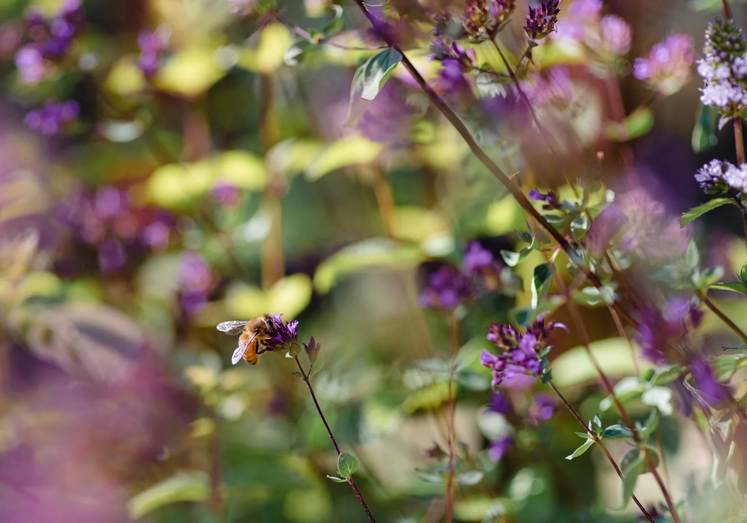 20190819-_DSC7457.jpg