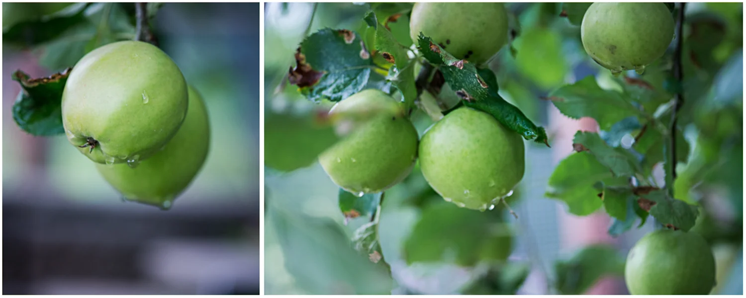 20190929-apples_.jpg