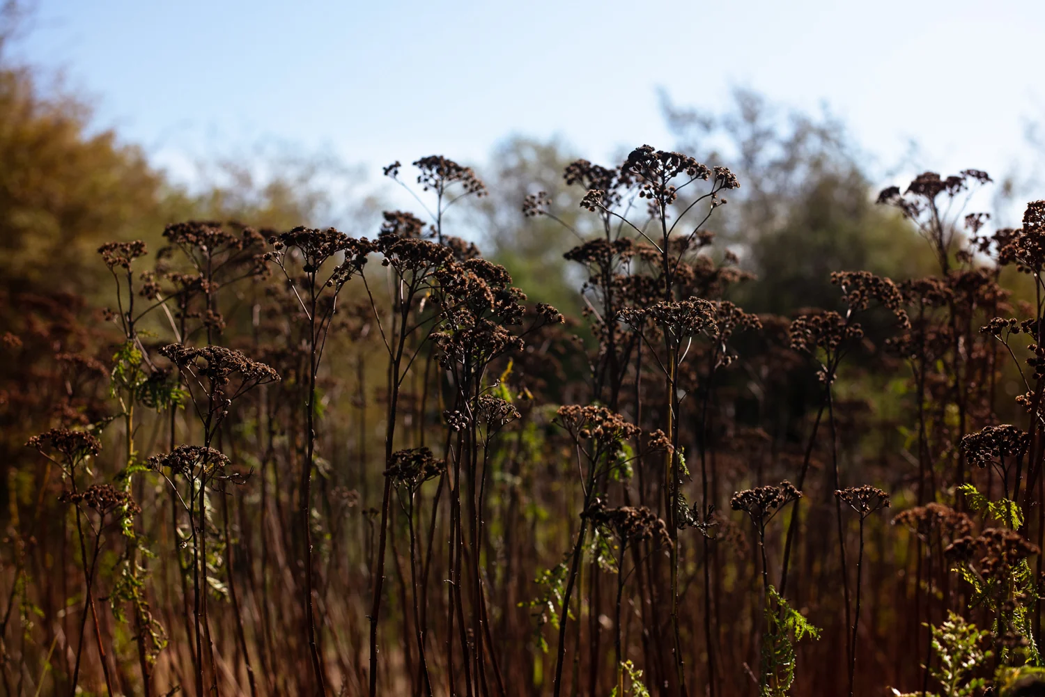 20190930-_DSC8230-Edit.jpg