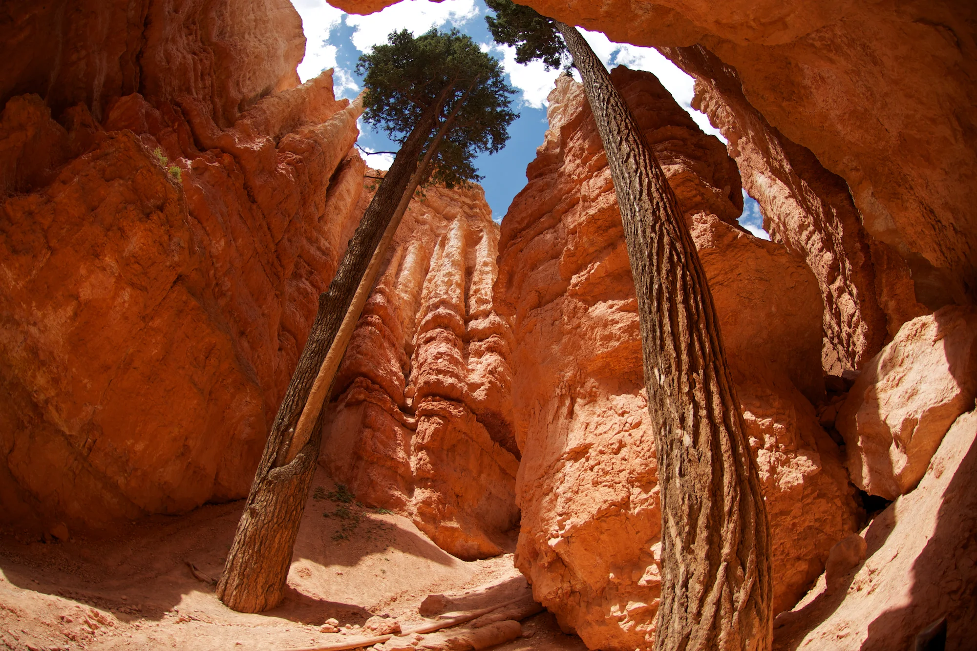 Wall Street Bryce Canyon National Park.jpg
