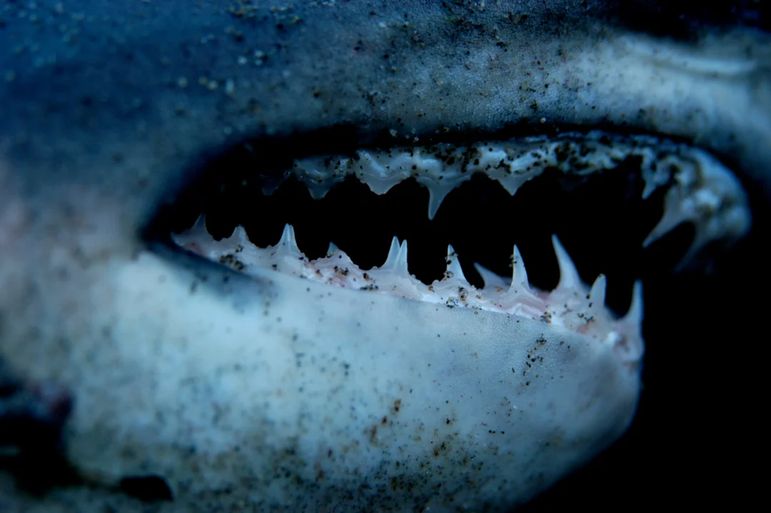 Shark