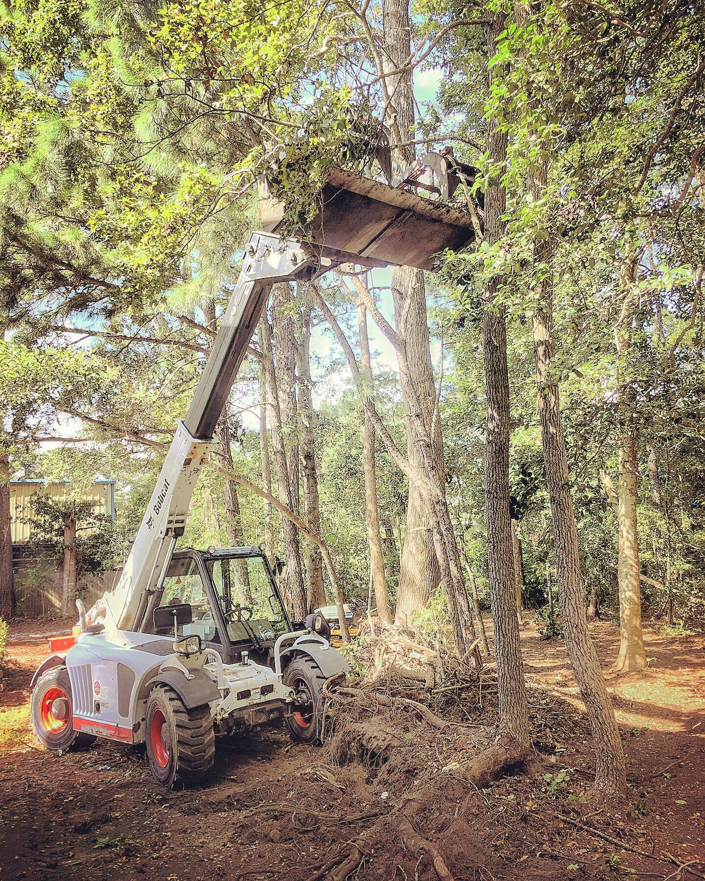 Push it over... pull it out... lay it down. Easy peasy #telehandler #stihlms462 #lotclearing #treework #heavyequipment #bobcatequipment #undergroundmachineworks #obx #outerbanks #treeservice #landscaping #localasitgets #coastalnc #forestry #landmanag