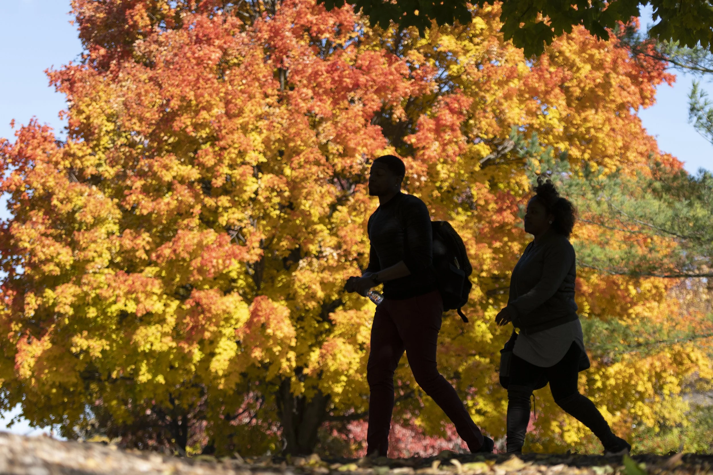 20191105_fall_features_0132_f.jpg
