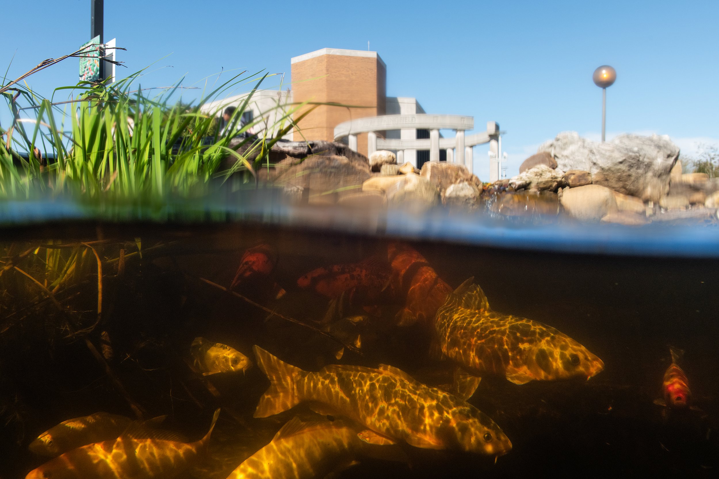 20211020_koi_colonnade_0038_f.jpg