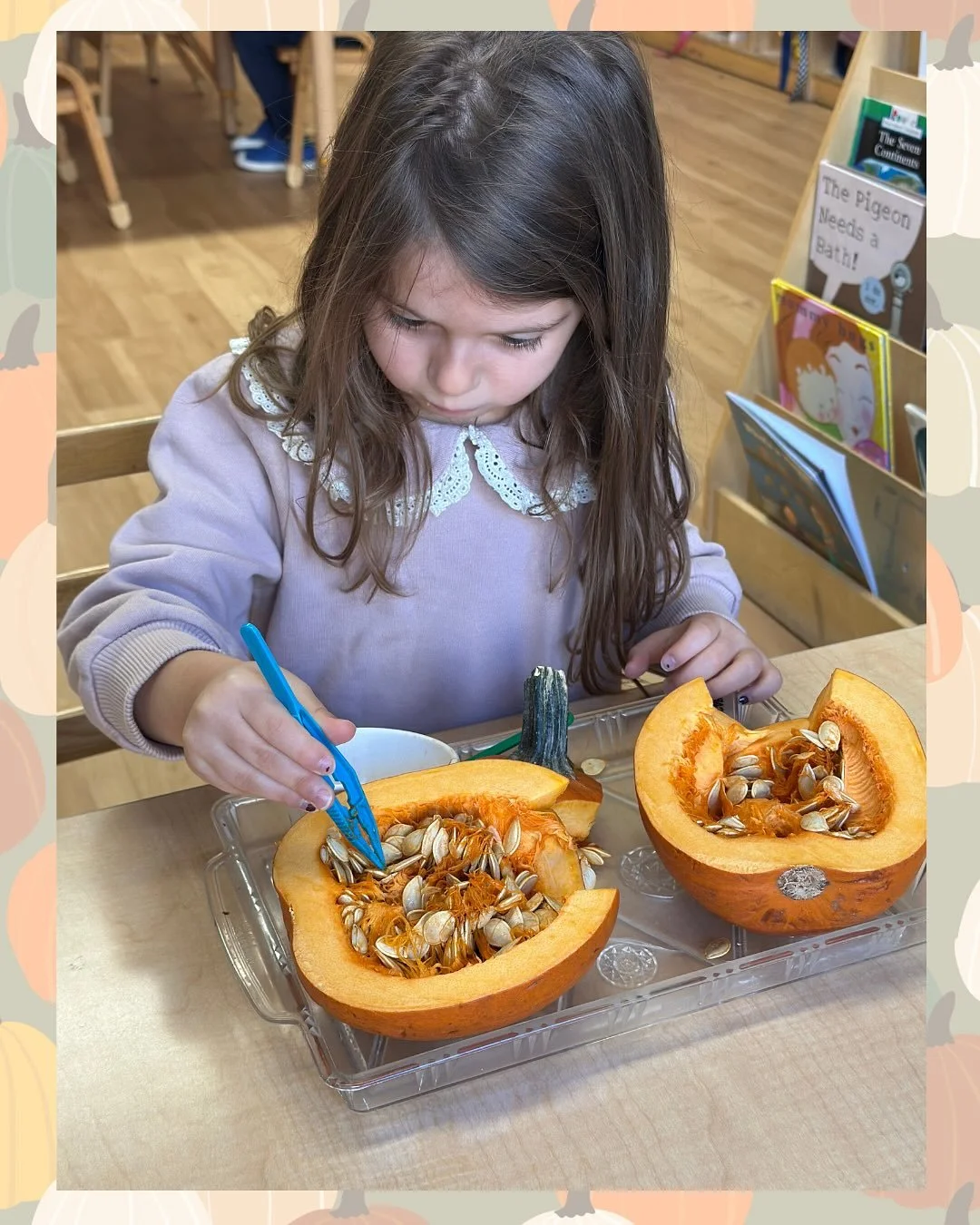 Our students have been busy examining pumpkins inside and out. While our toddlers have been scooping seeds the children in our early childhood program have been carefully removing seeds with tweezers. Children are also comparing sizes, using pumpkin 