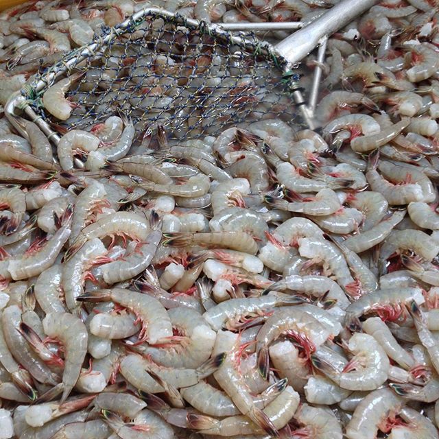 Fresh Wild Shrimp — Anchored Shrimp Co.