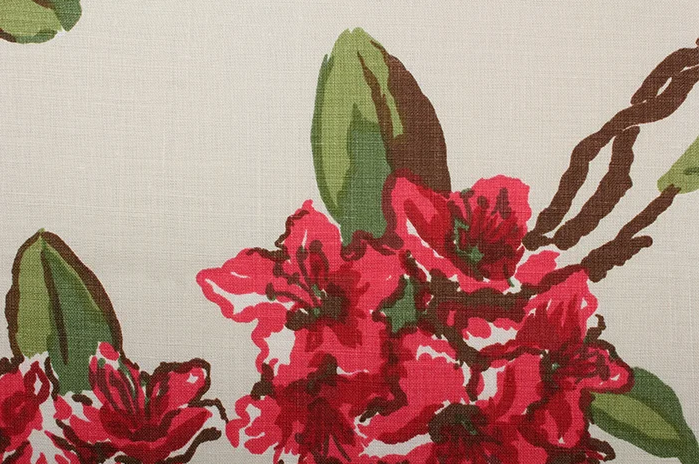 Rhododendron - Cream