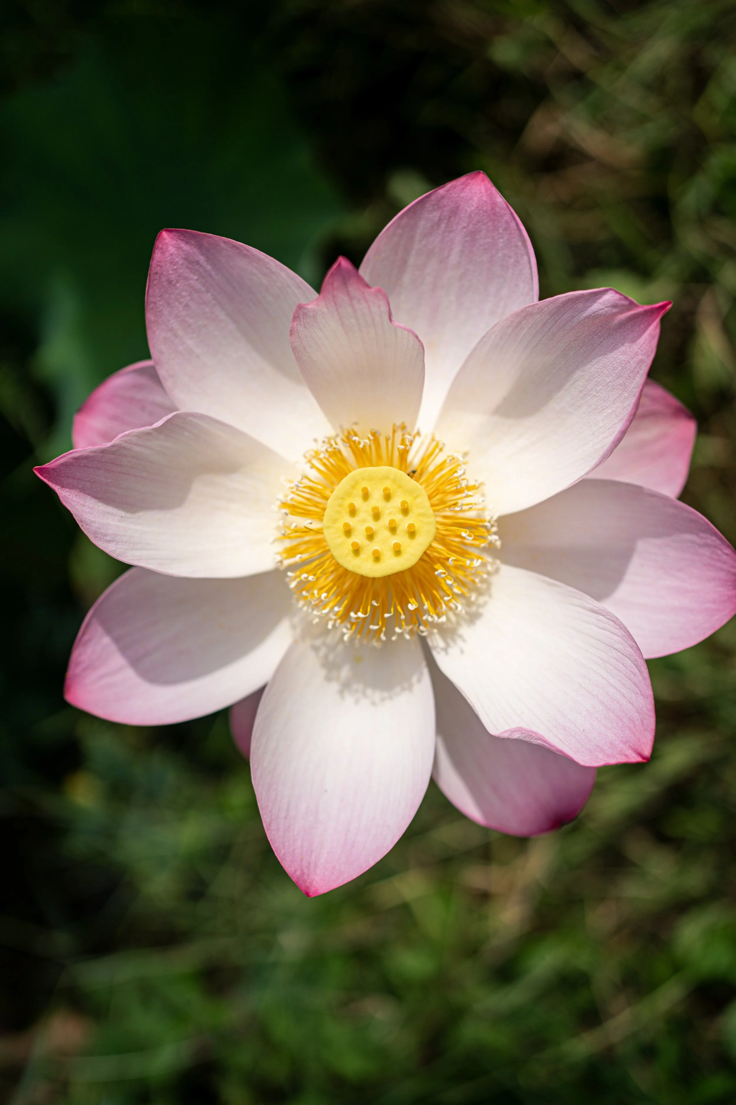 lotus-1.jpg