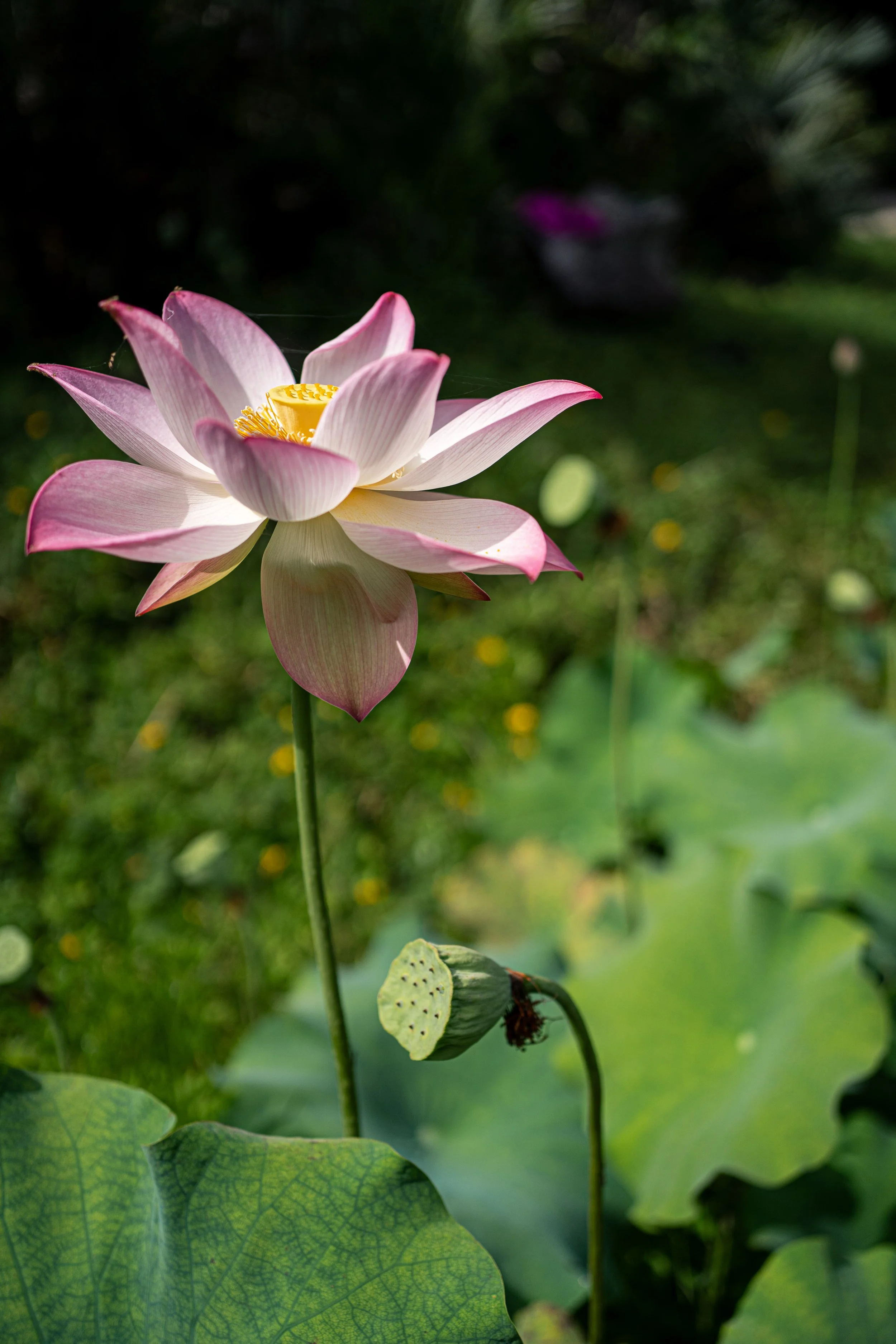 lotus-2.jpg