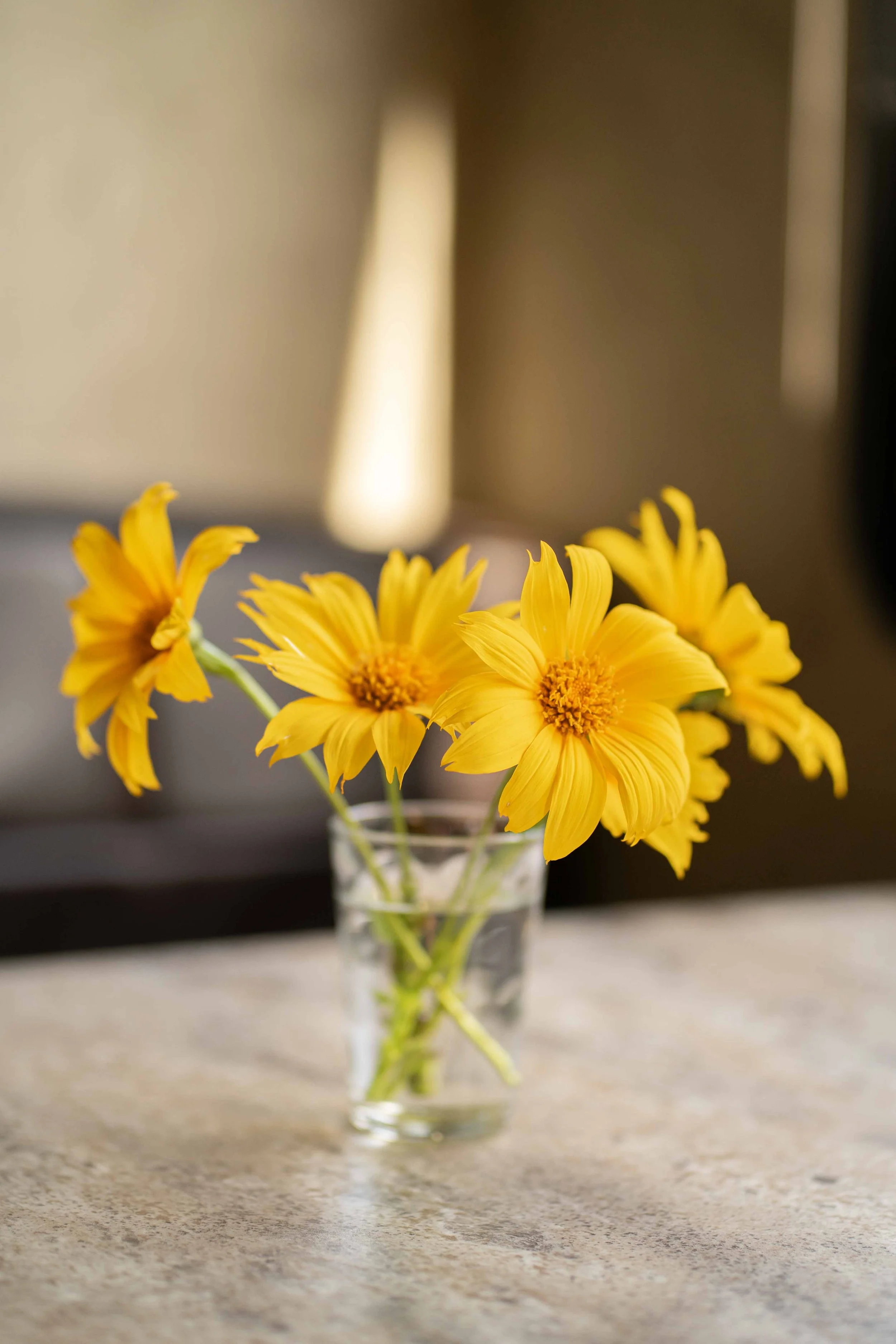 mexican sunflowers in glass on a table