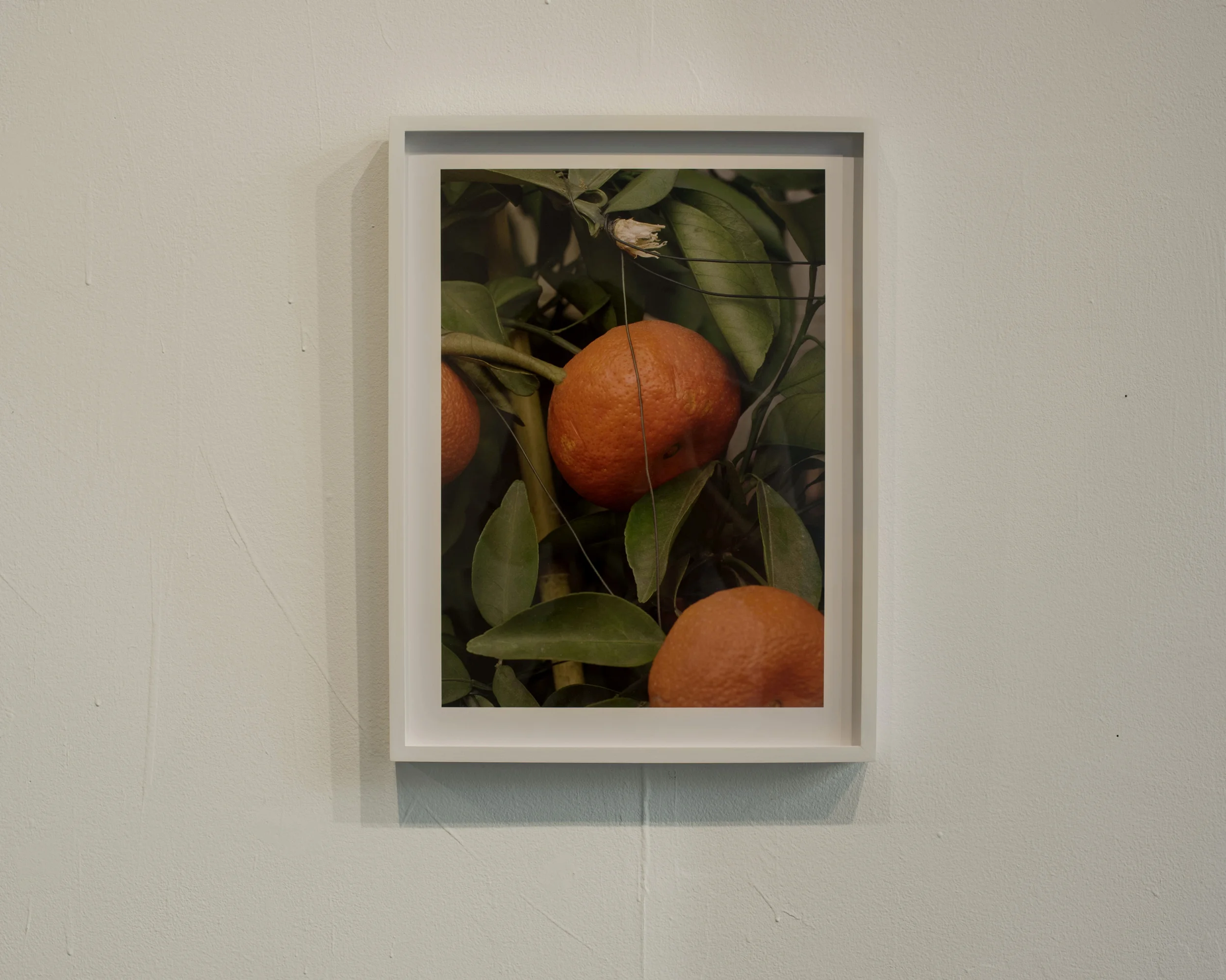 oranges-wall-(web).jpg