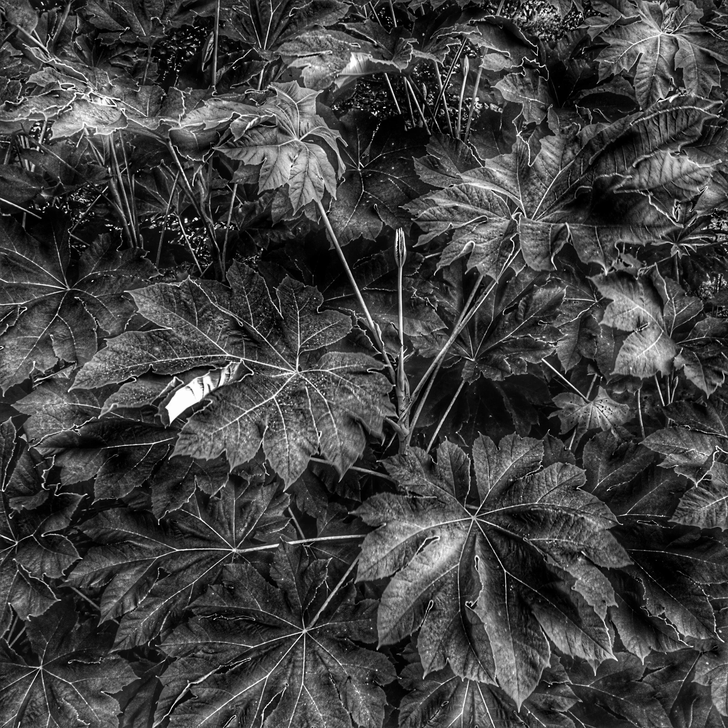 untitled shoot-4796-2.jpeg