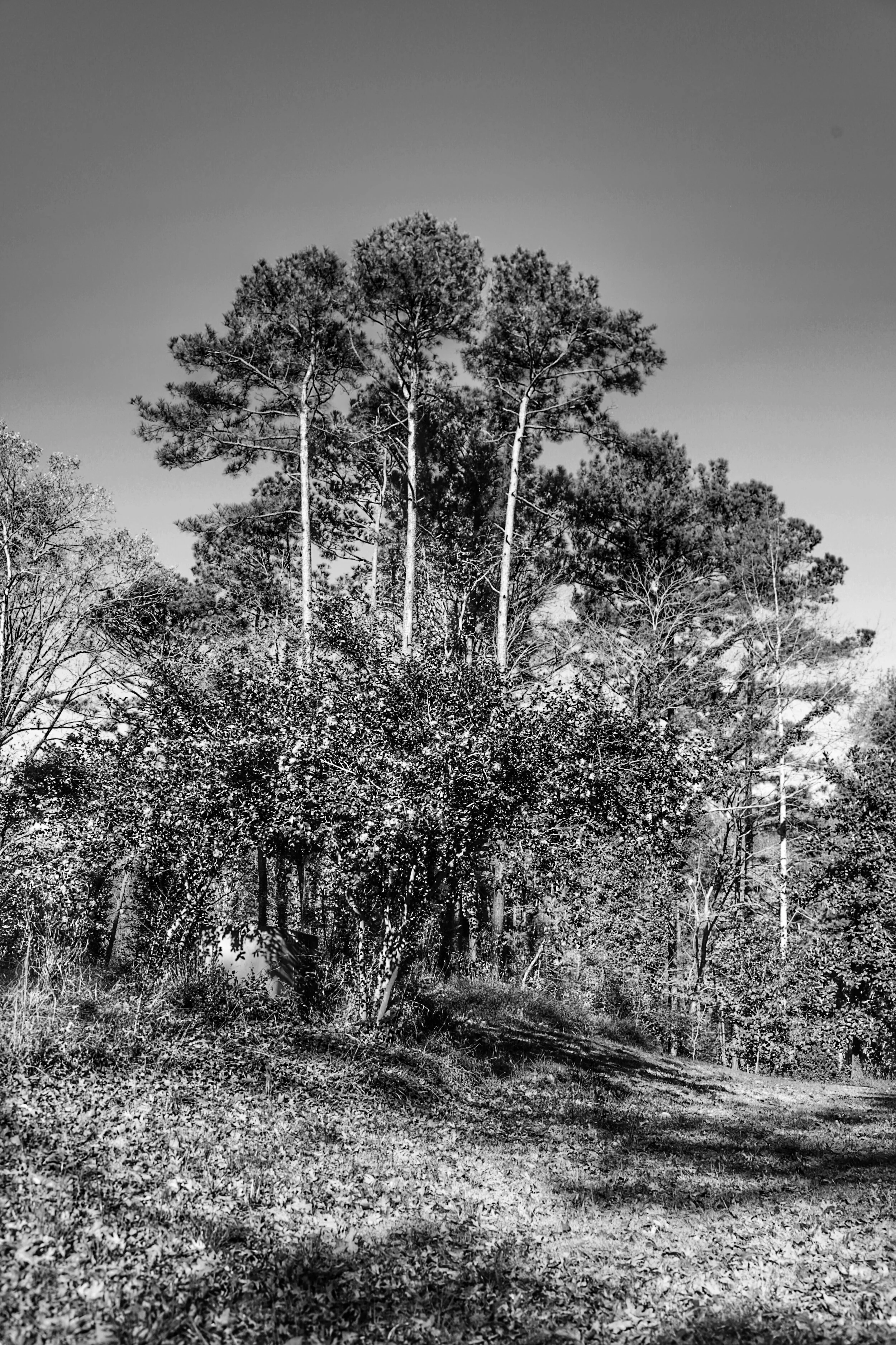 untitled shoot-5180.jpeg