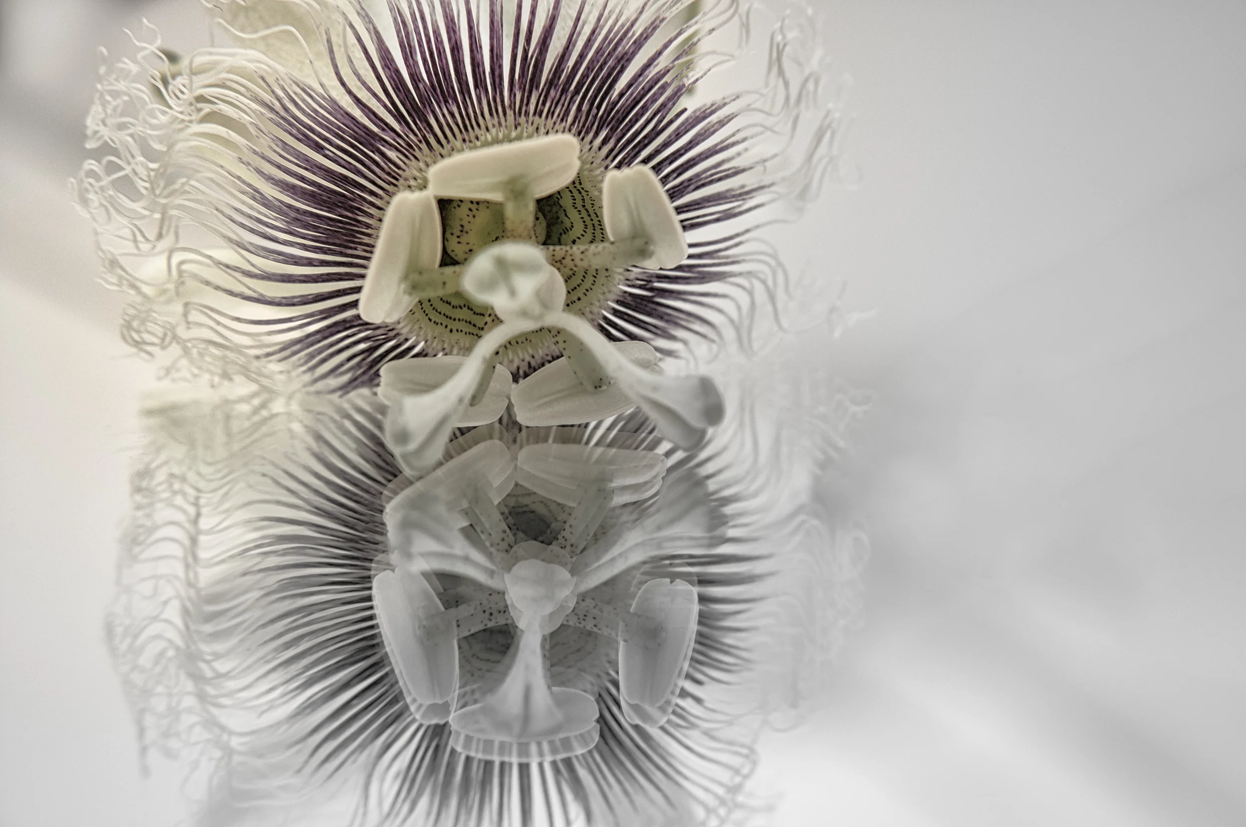 The kiss - A passion fruit flower reflected 
