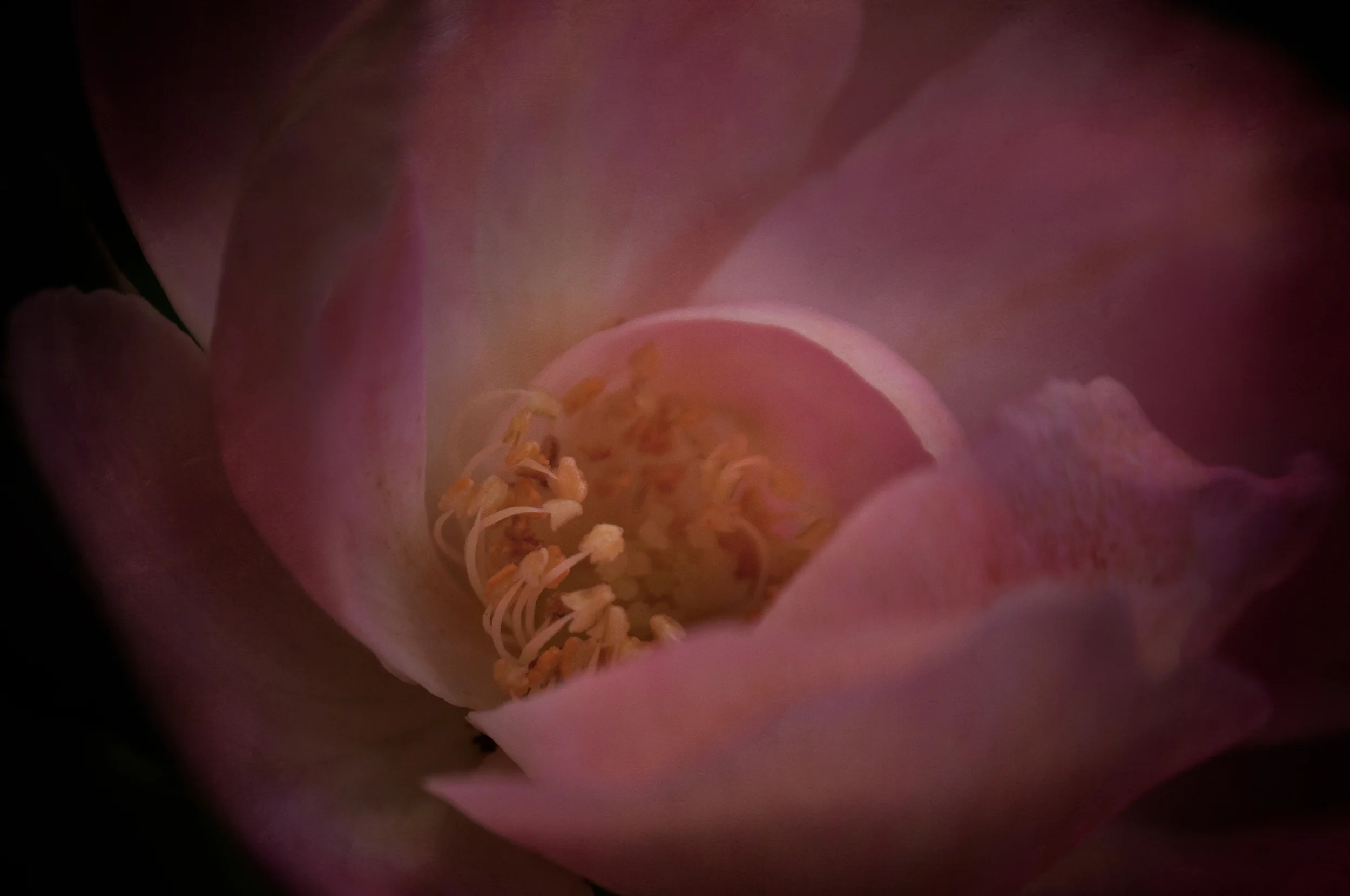 DSC_0108-Edit-1.jpg