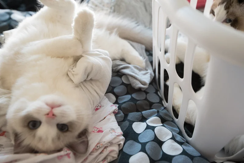 Folding laundry ...