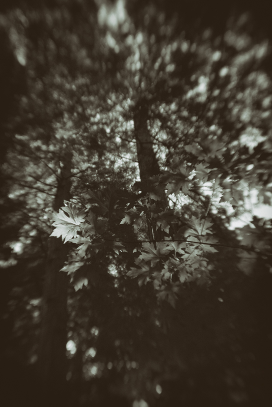Muir Woods, California, May 2017
