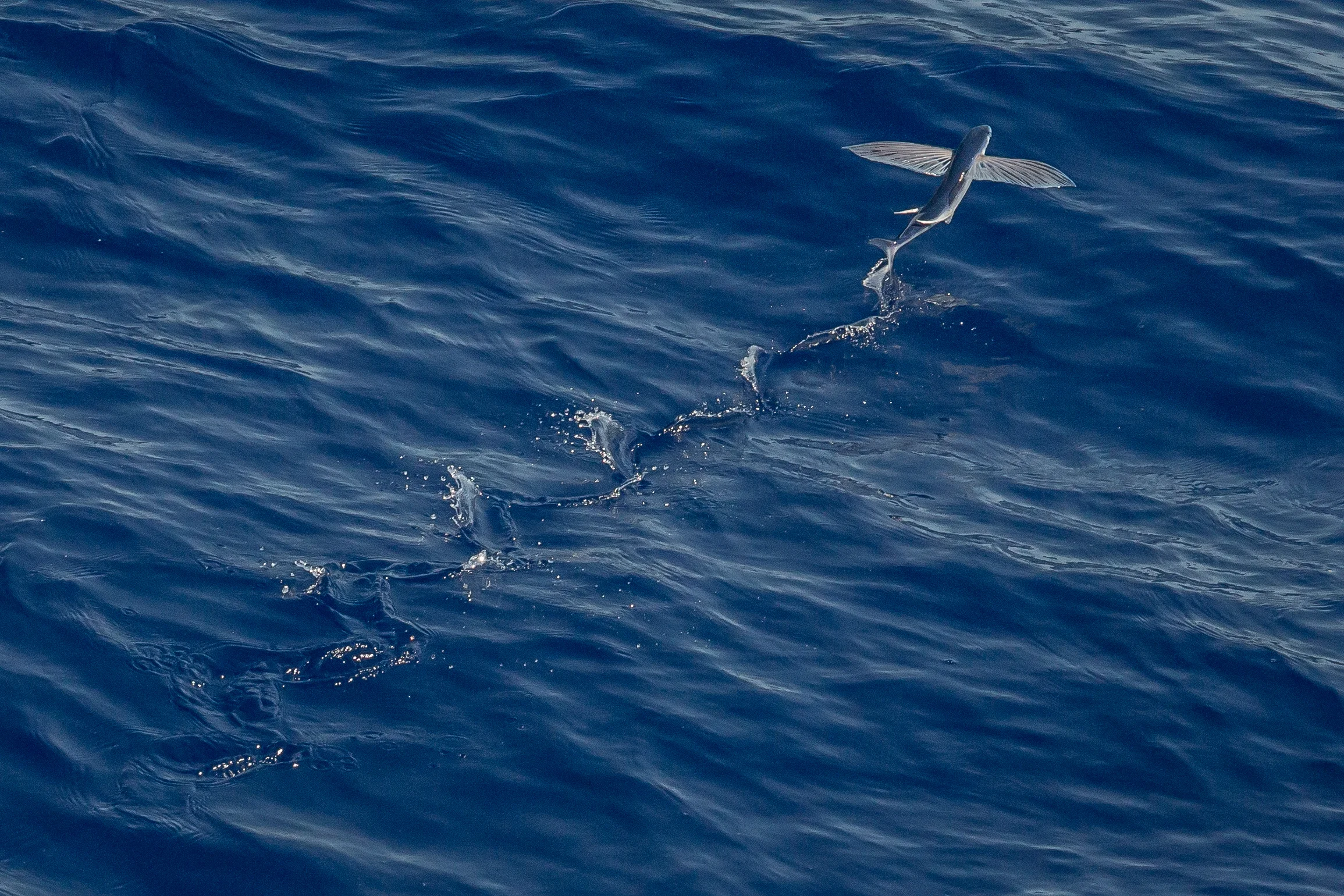 flying fish.jpg