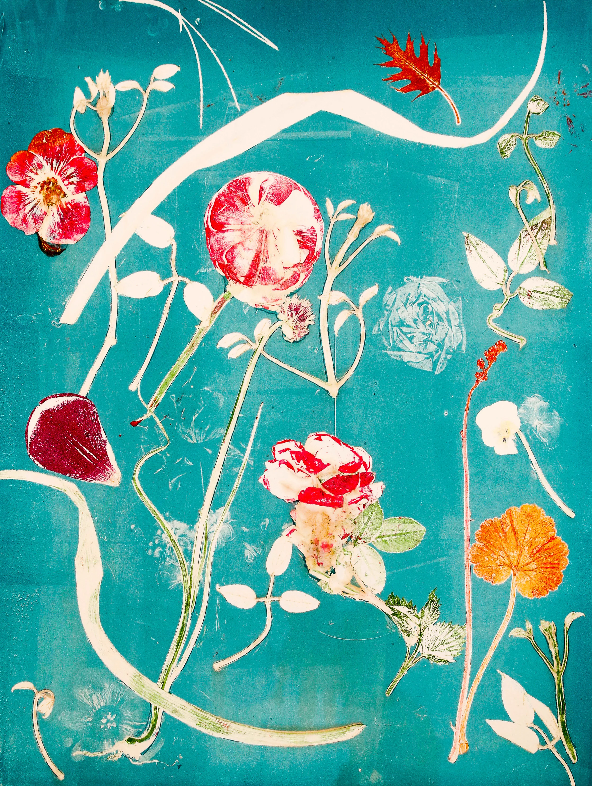 Rushes, Sedges & Grasses