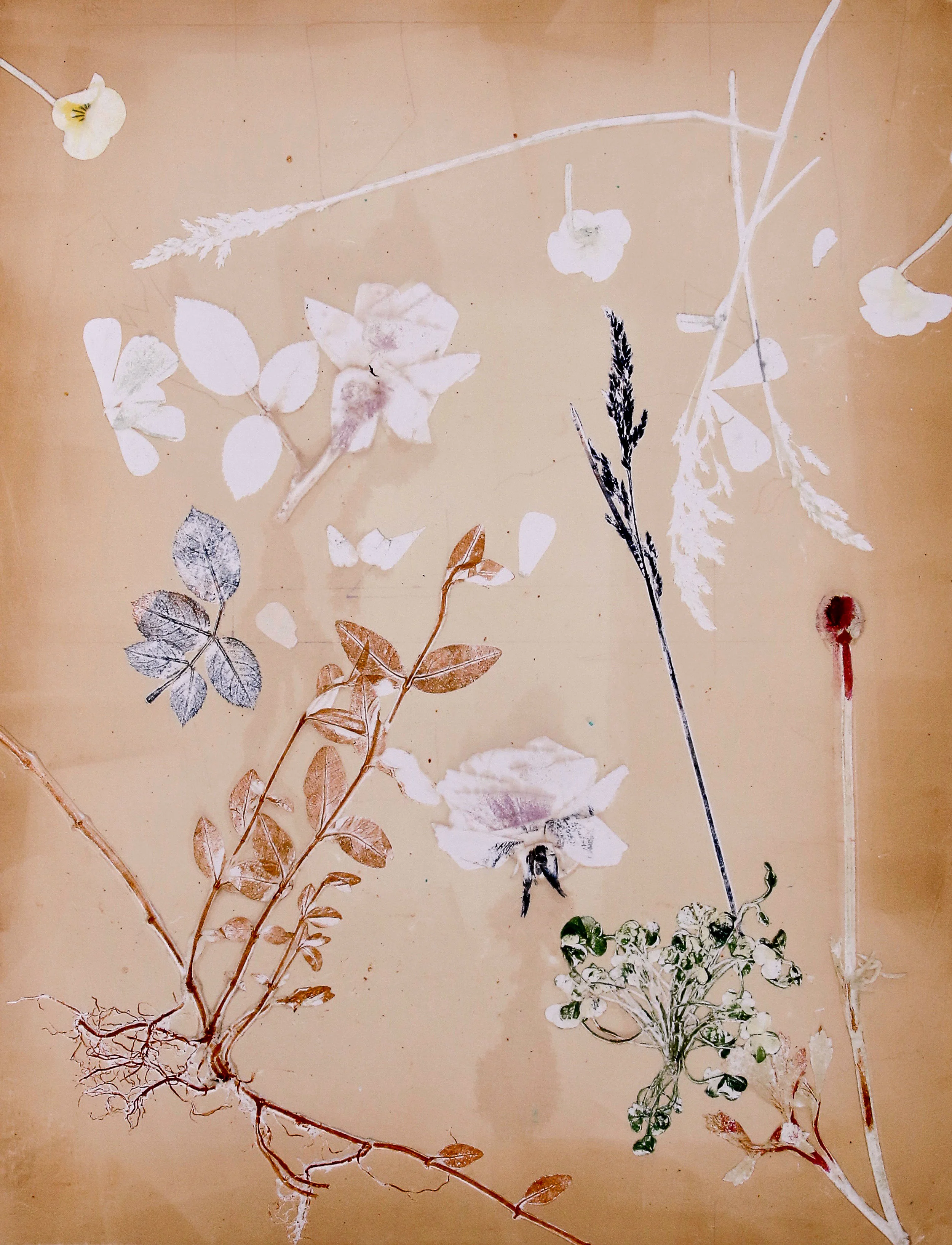 Rushes, Sedges & Grasses