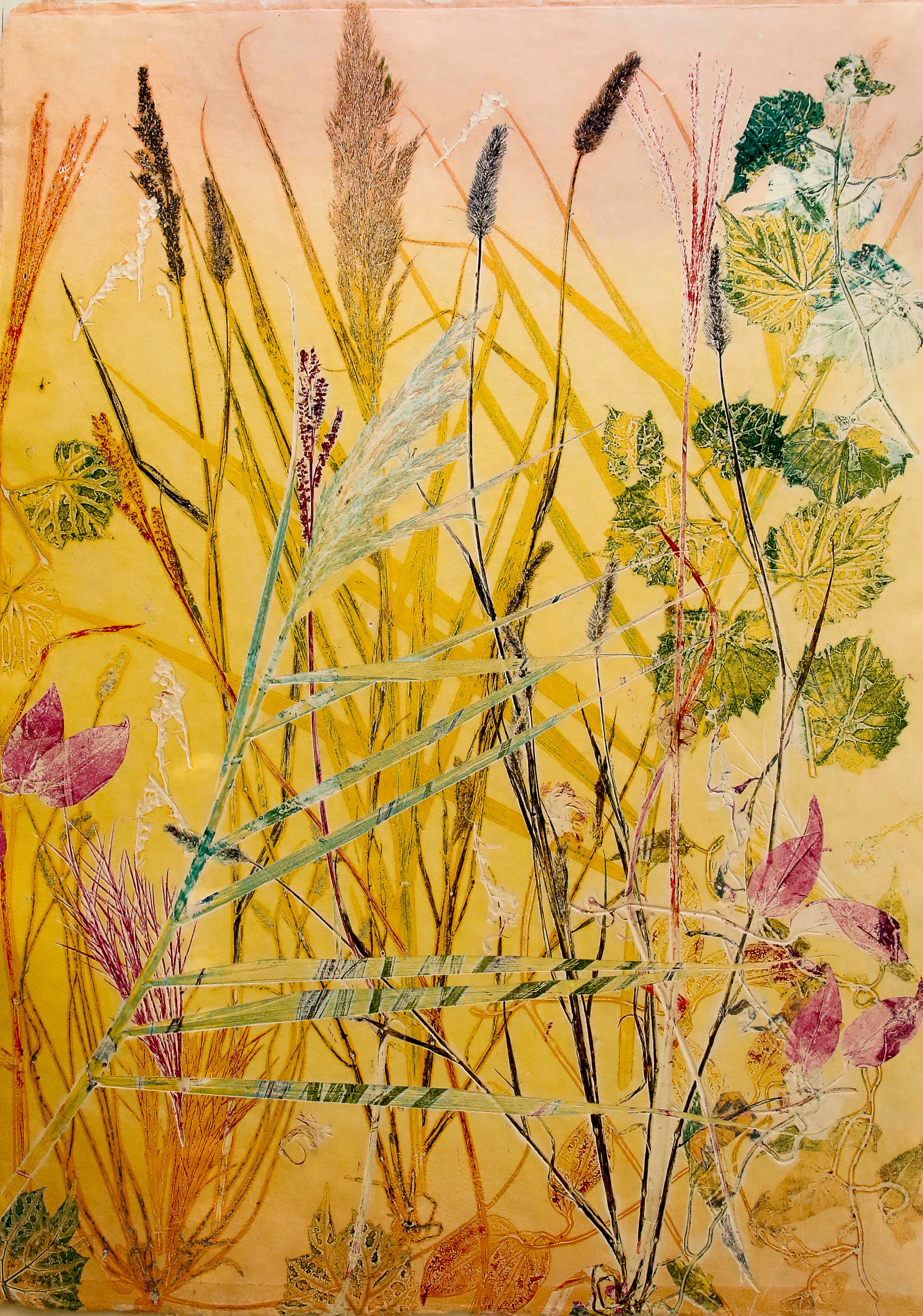 Rushes, Sedges & Grasses