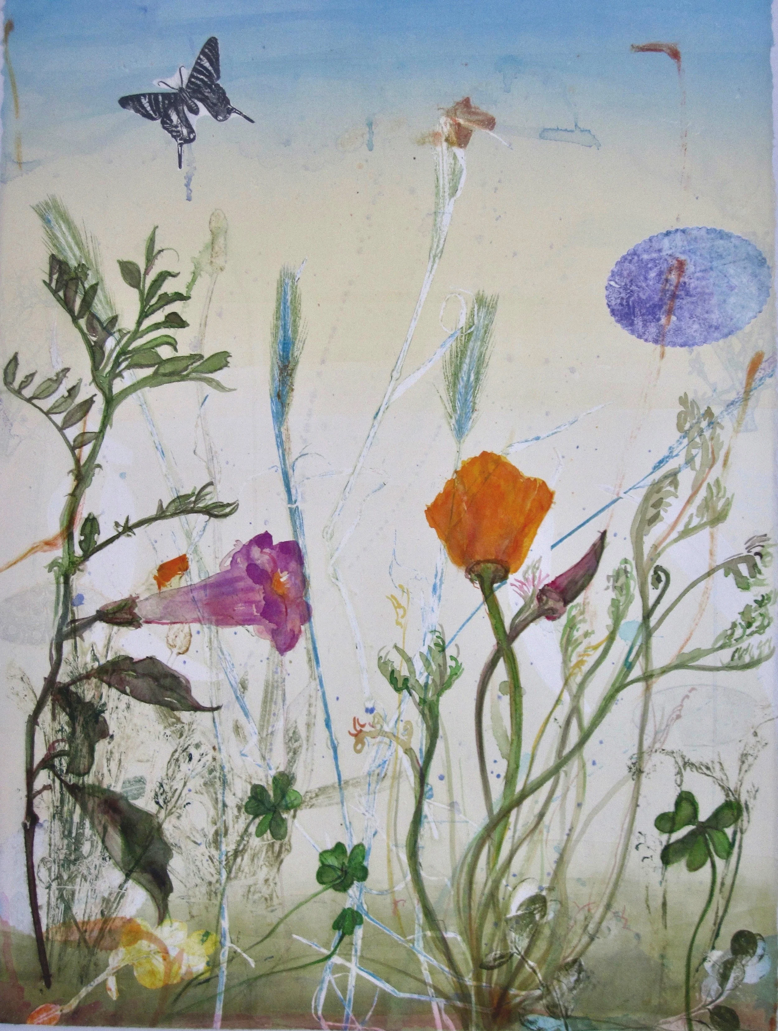 Spring Poppy