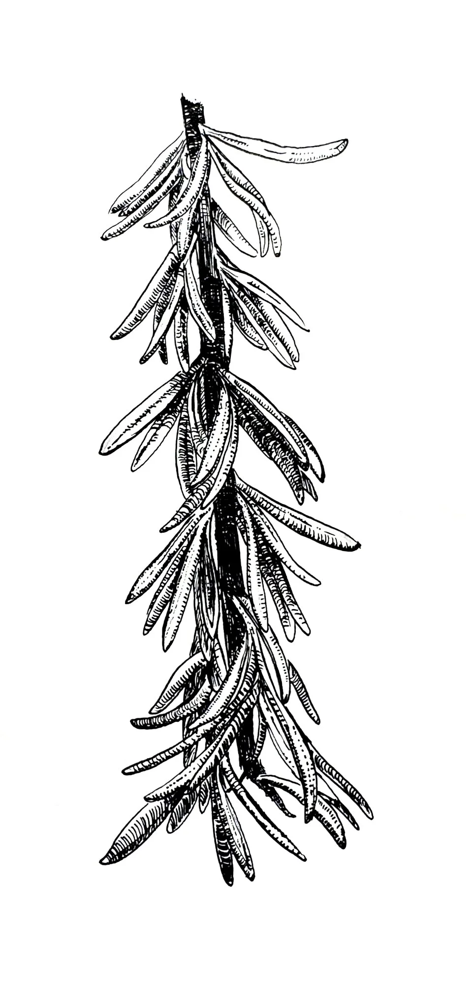 D_Sanchez_Rosemary.jpg