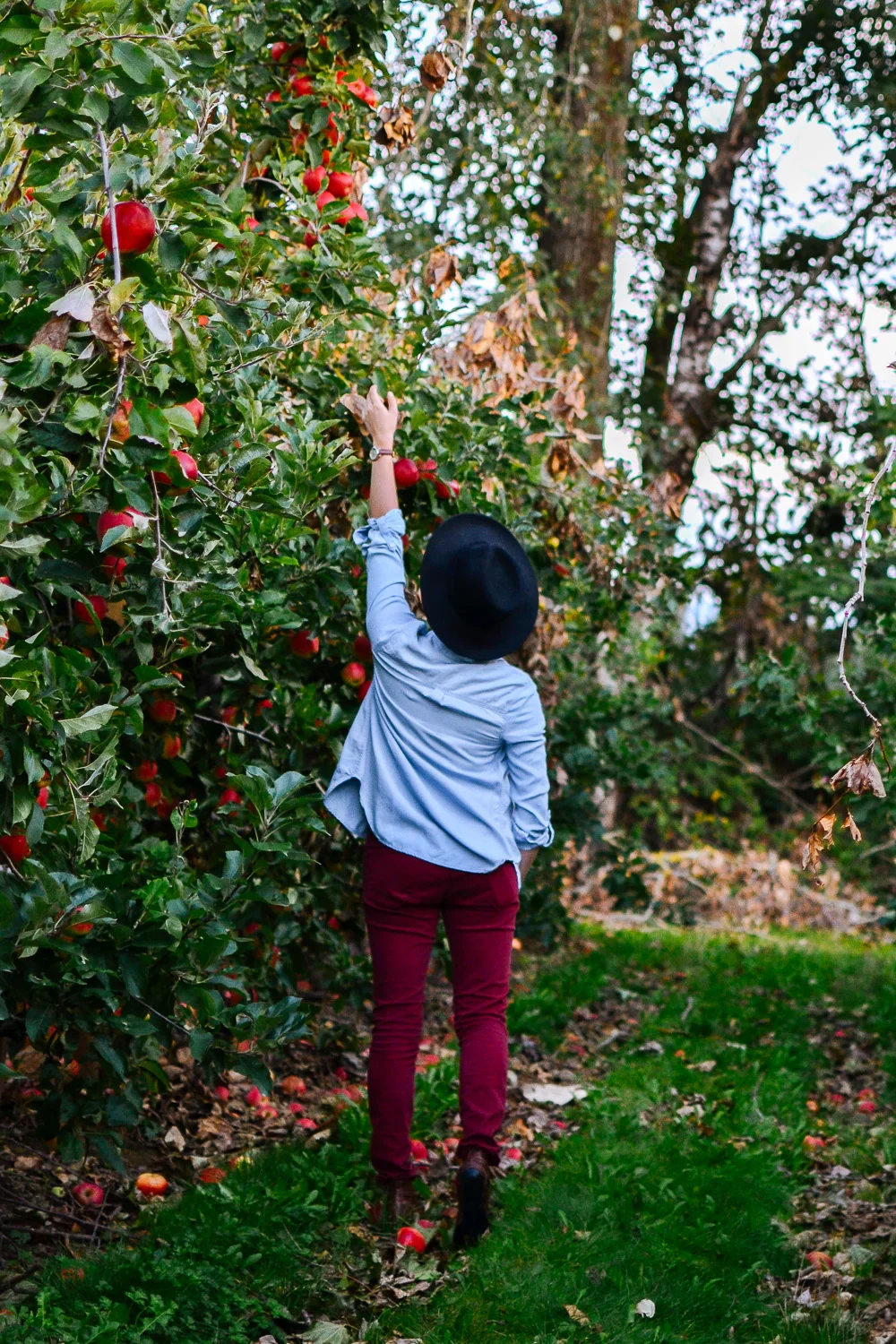 Apple and pumpkin picking at Willow view farms - photos by me.