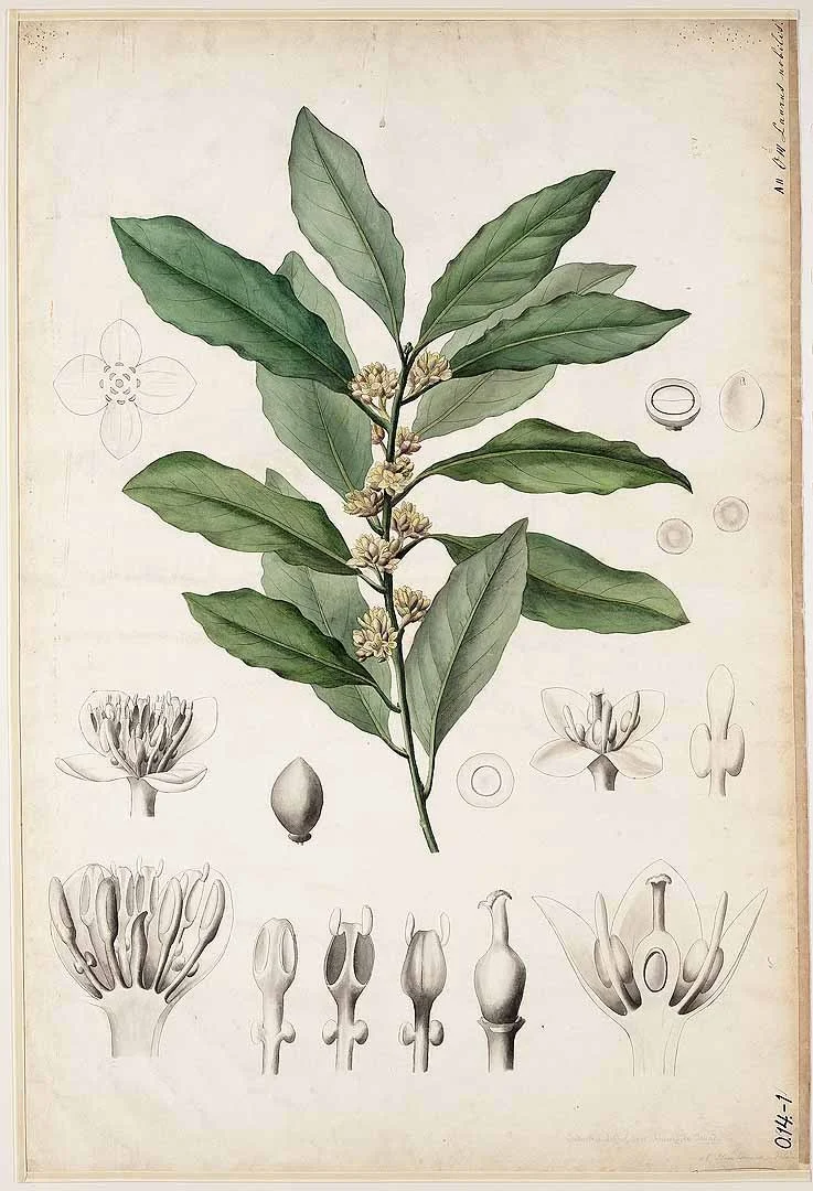 design-is-fine : Anna Hoogkamer, Laurel / Laurus nobilis, botanical wall chart, 1880. Engraving. Industrieeschool voor Vrouwelijke Jeugd / Industrial School for Female Youth, Netherlands, Via Geheugen van Nederland