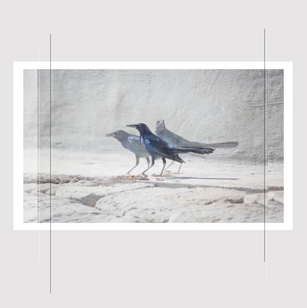 Crows of 3