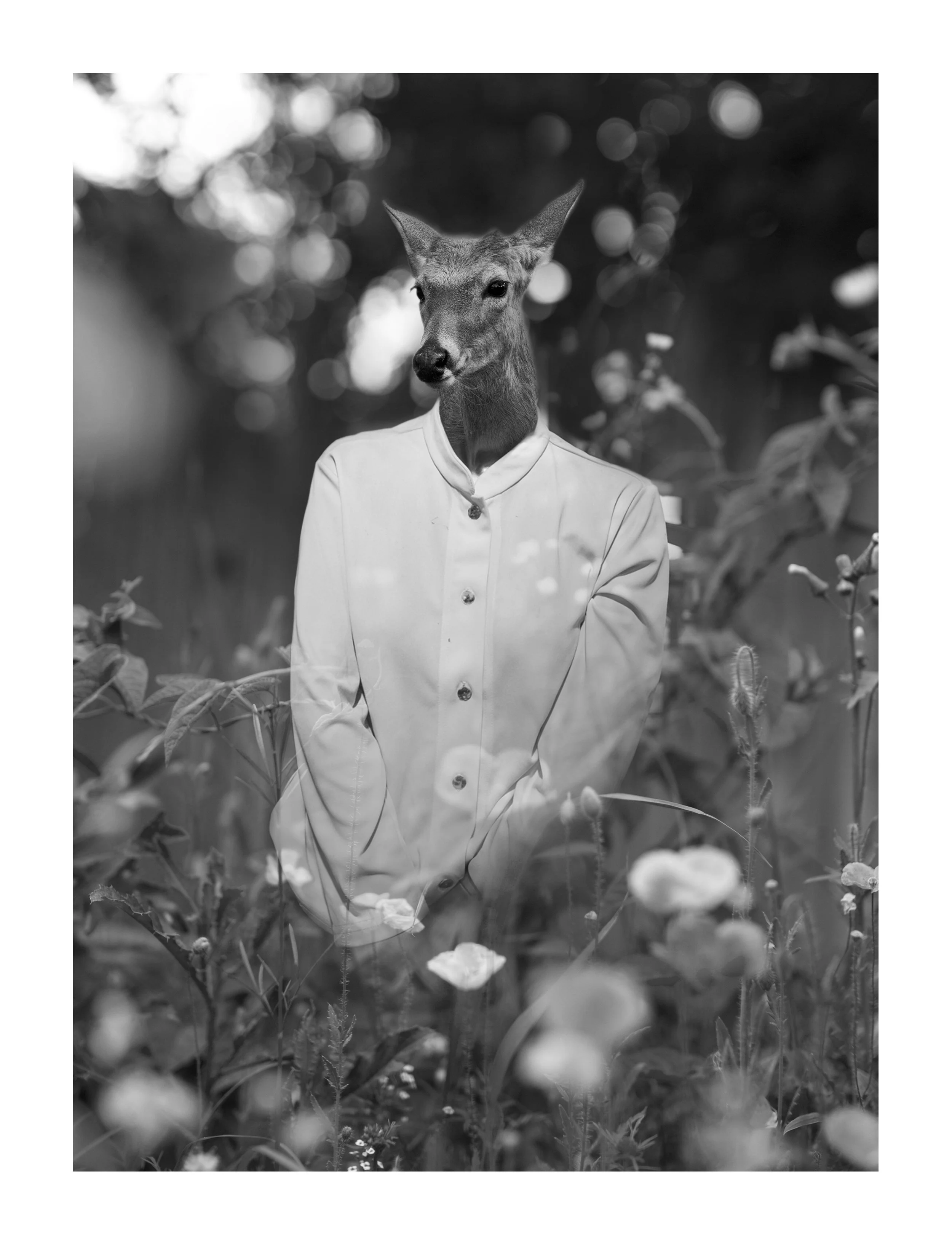 wildflowers and a manakin (1 of 1crop)a.jpg