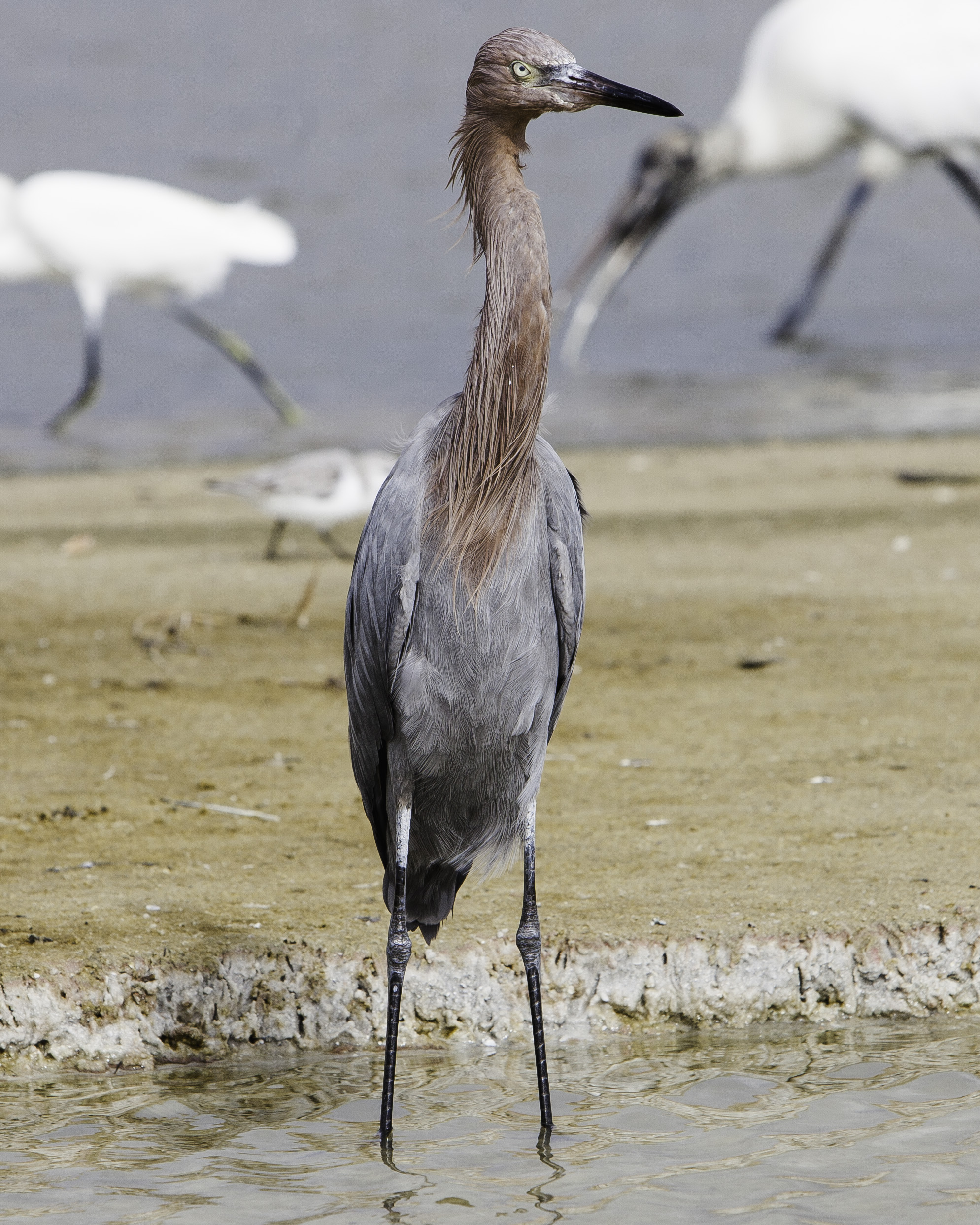 reddish egret close up 2.JPG