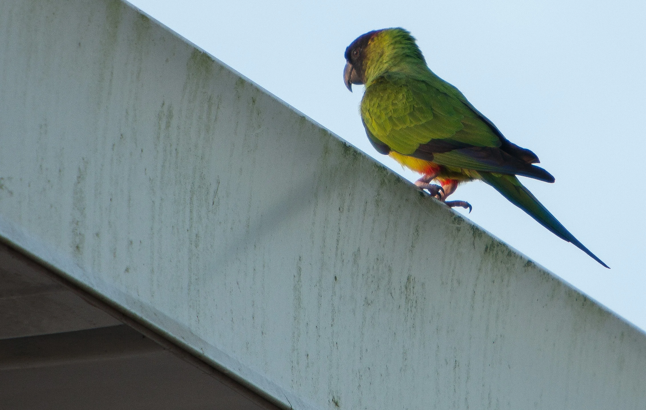 black hooded parakeey_t.JPG