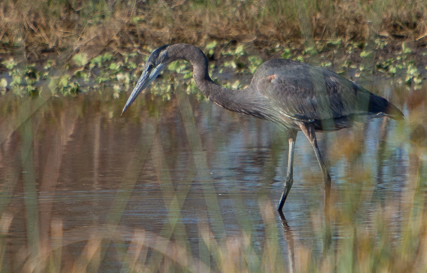 little blue heron.JPG