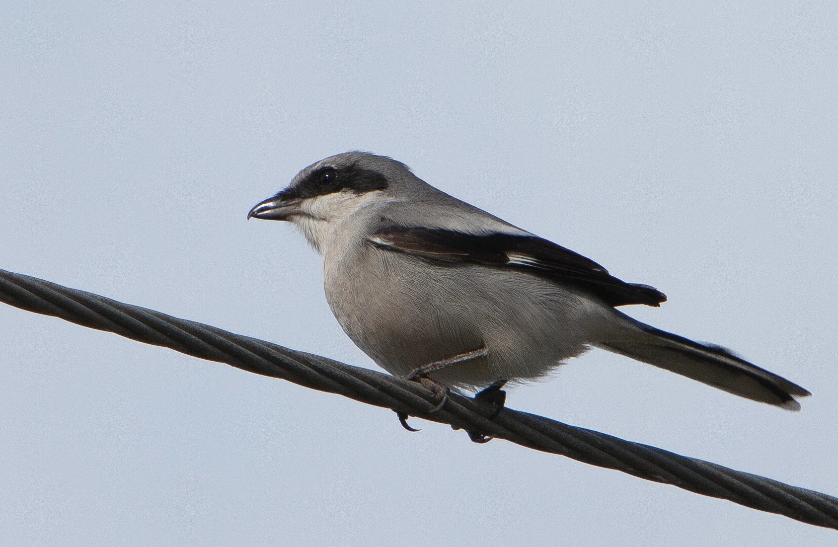 Loggerhead Shrike.JPG