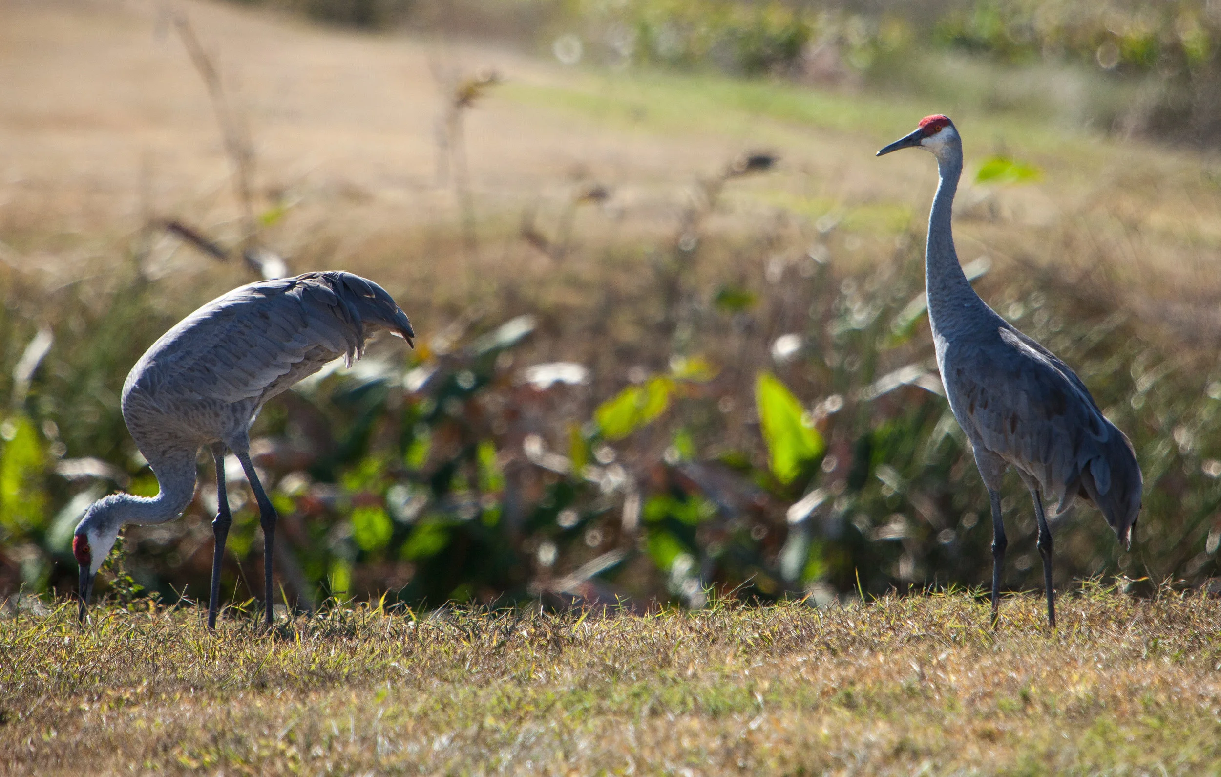 sandhill cranes.JPG