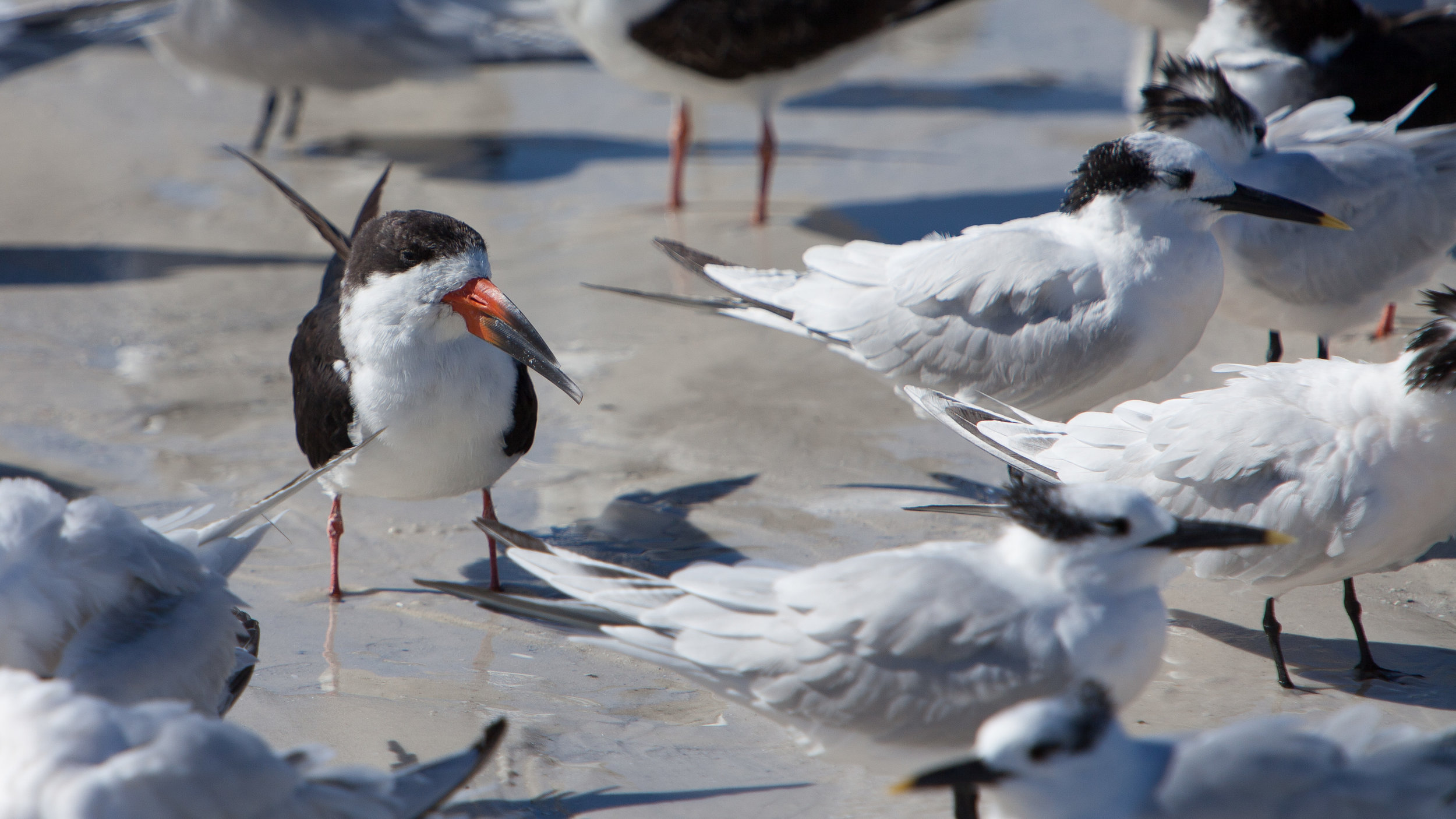 Black Skimmer (L) Sandwich Tern (R).JPG
