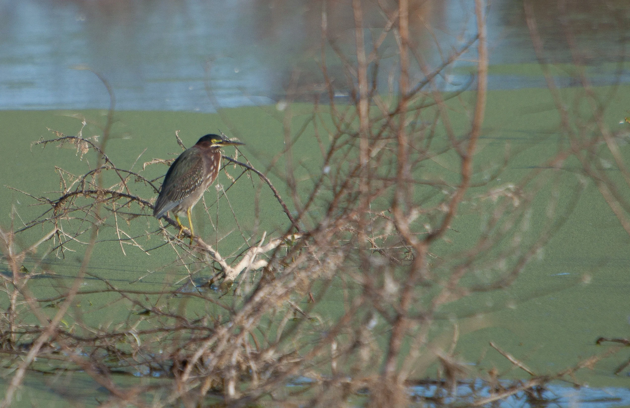 Green Heron.JPG
