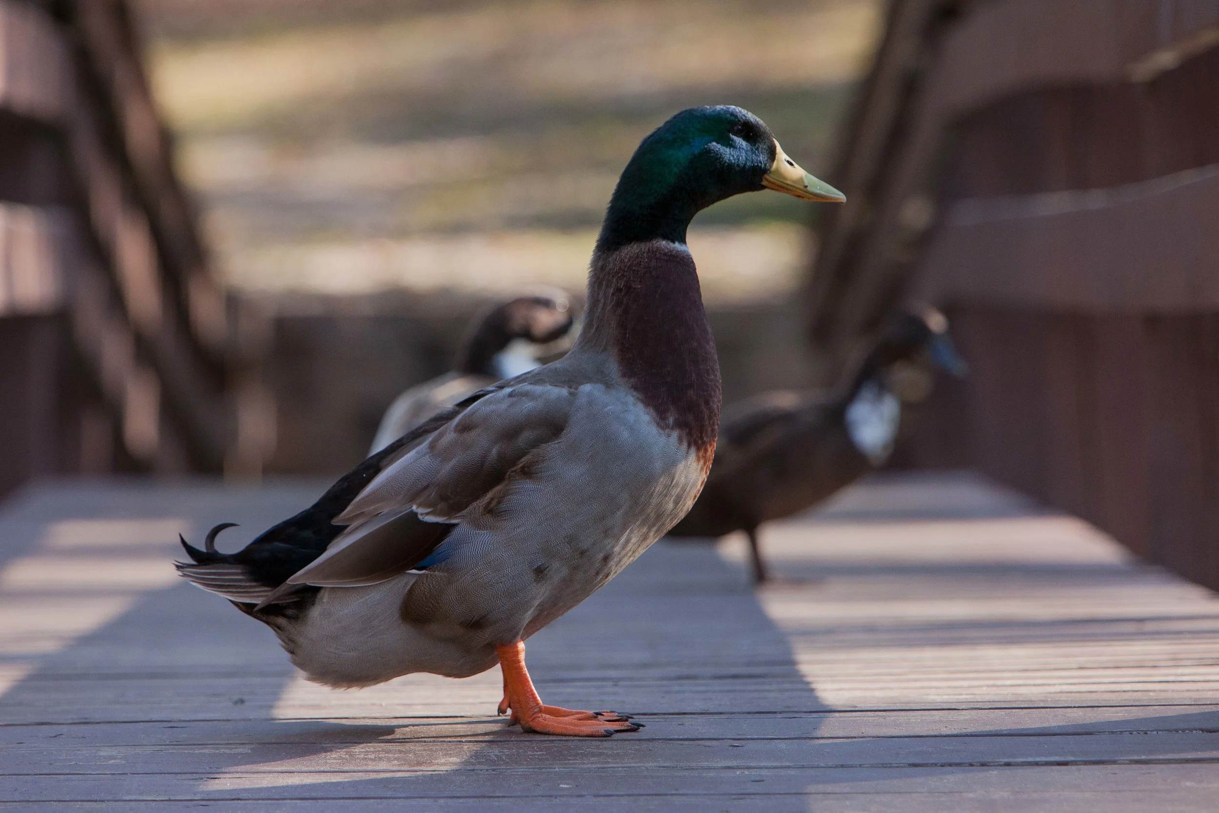 Mallard (male).JPG