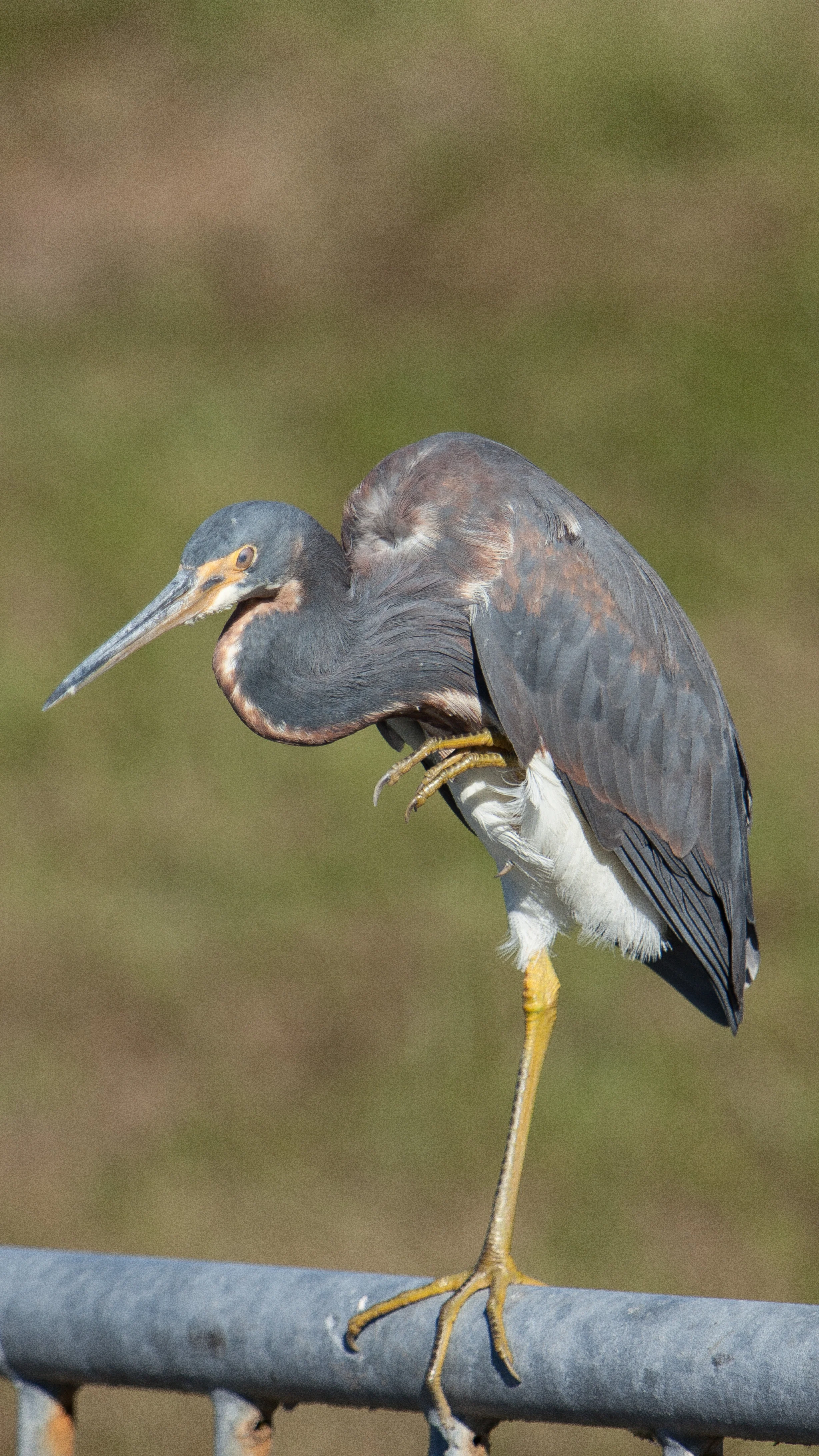 tricolored Heron 2.JPG